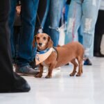 3º Encontro Nacional reúne “salsichinhas” no Shopping Praça Nova Araçatuba