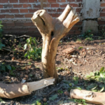 GCM conduz três homens ao plantão após corte irregular de goiabeira em área verde de Birigui