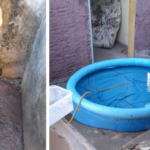 Casal é flagrado por furto de água durante patrulhamento da GCM na Vila Maria em Birigui