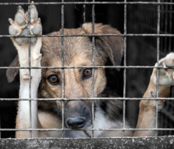 dog-in-animal-shelter-waiting-for-adoption-portrait-of-homeless-dog-in-animal-shelter-cage.jpg