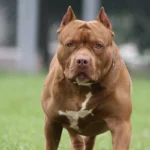 Idoso é atacado por pitbull ao tentar defender cachorro de estimação em Birigui