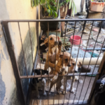 Após denúncia, GCM encontra nove cães em imóvel abandonado e Canil Municipal faz recolhimento em Birigui