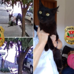 Polícia Civil encontra gato levado por mulher e devolve animal à família em Birigui