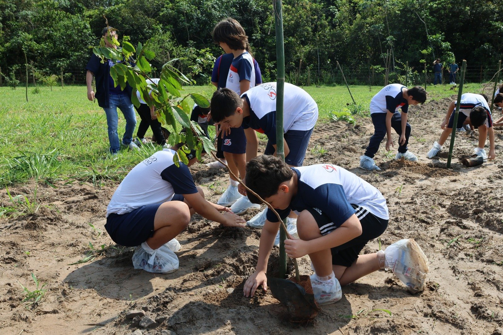 Dia da Árvore: alunos do Colégio Salesiano plantam 41 mudas nativas em Araçatuba