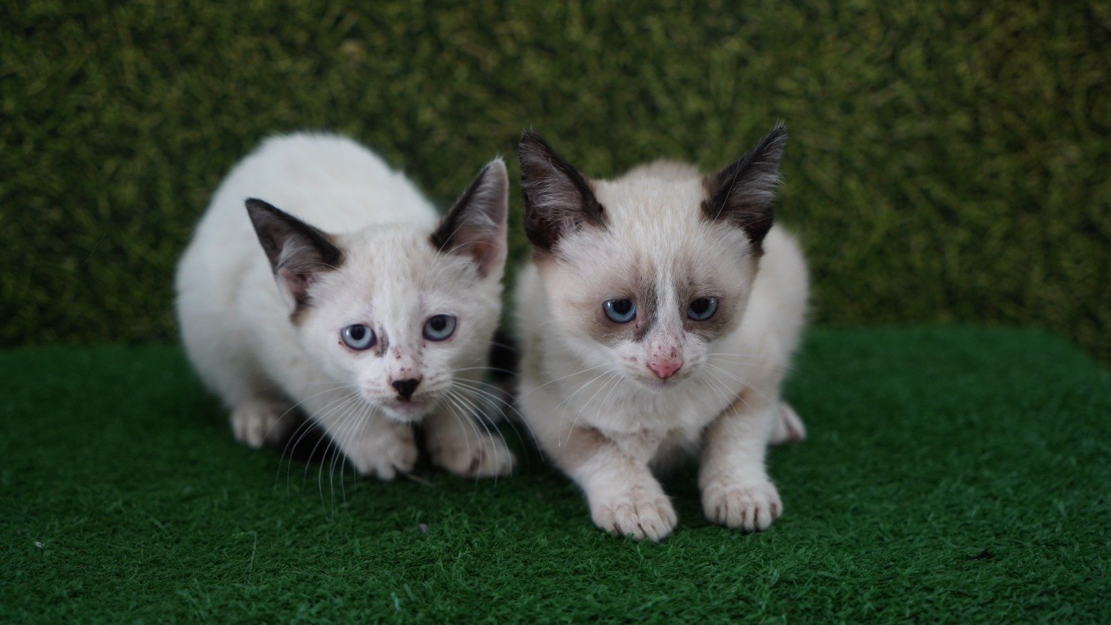 Araçatuba oferece vacina antirrábica gratuita para cães e gatos no Centro de Zoonoses