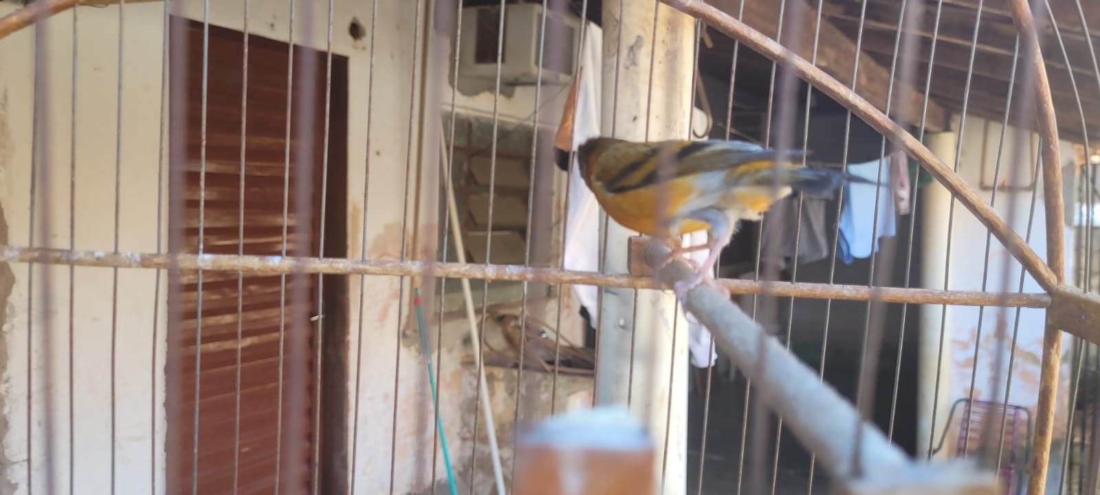 Morador de Birigui é multado em R$ 2,2 mil por manter ave híbrida em cativeiro irregular